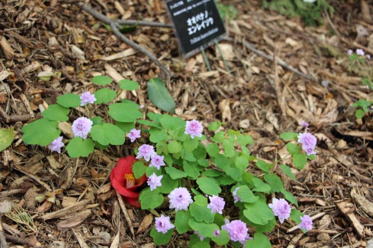 バイカカラマツ