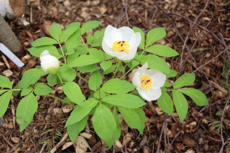 ヤマシャクヤク