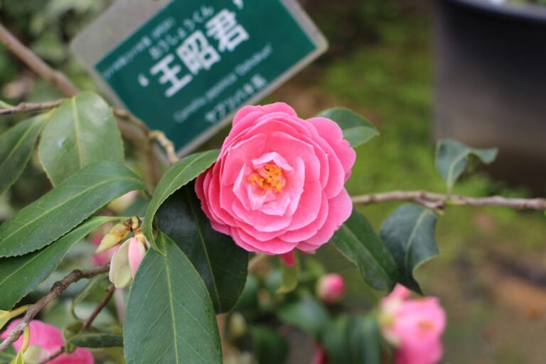 ツバキ(王昭君)