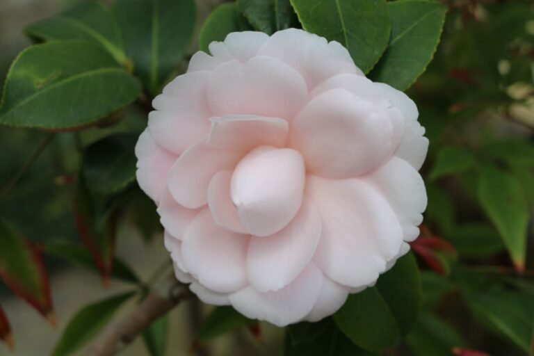 ツバキ (久留米乙女)