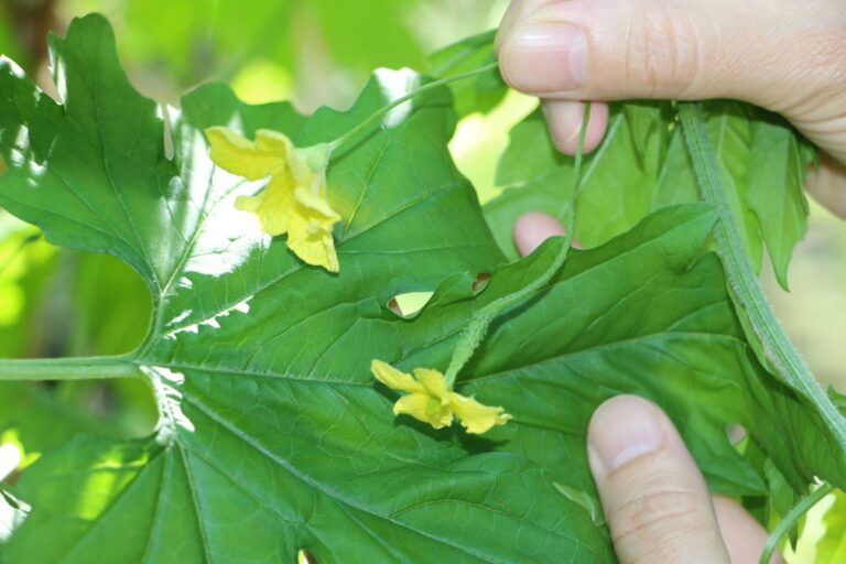 ゴーヤの雄花と雌花