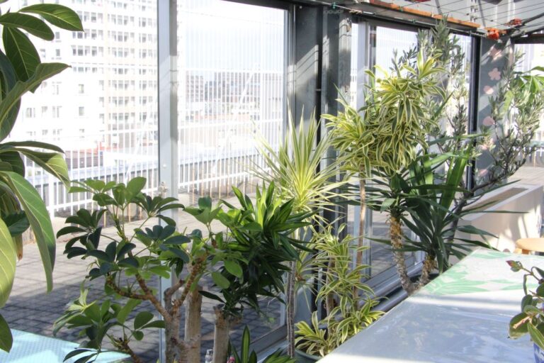 ソルガーデンのようす