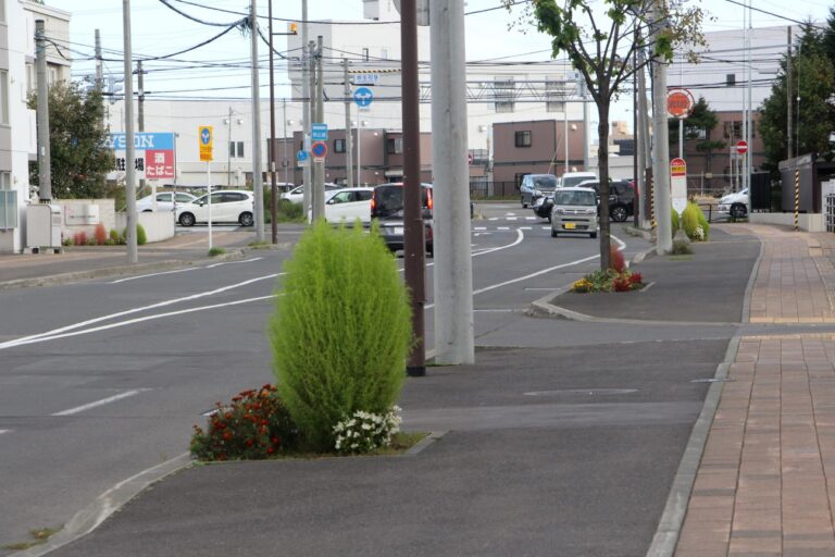 たまごの形のようなコキア