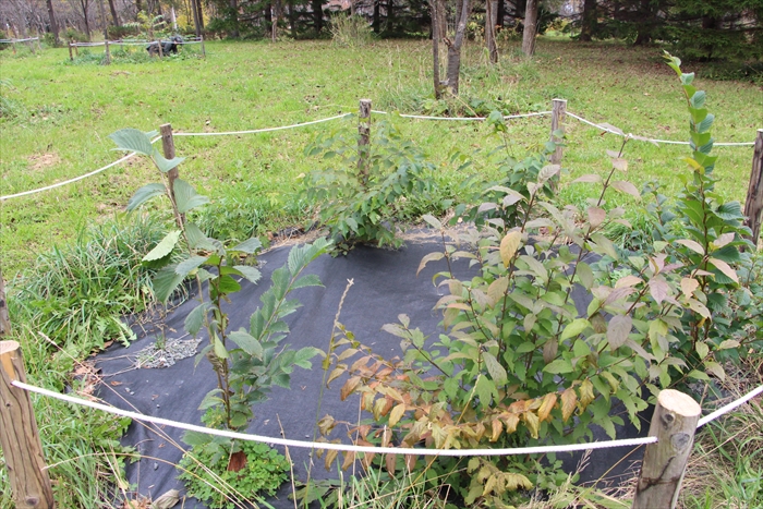 2023年10月に植えた苗木