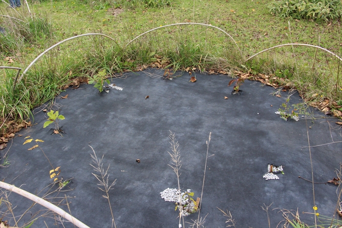 2024年6月に植えた苗木