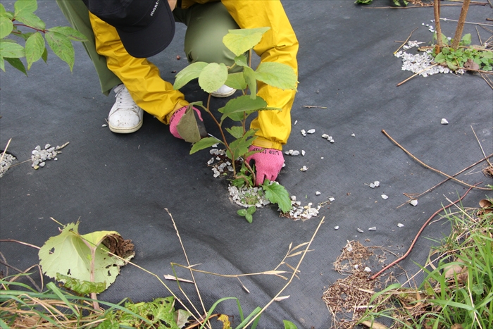 木の根元の除草をしている