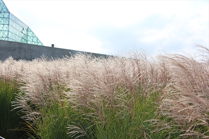 イトススキガーデンの様子