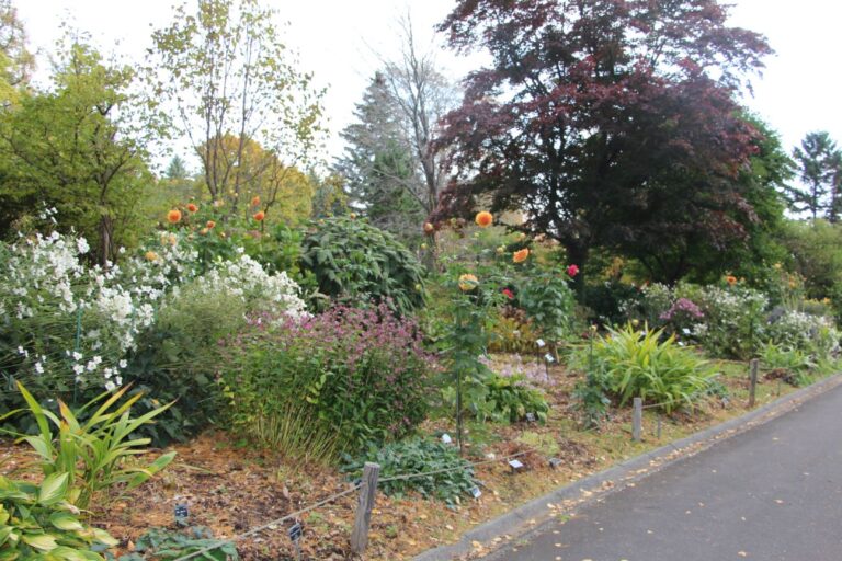 ボーダーガーデンのようす