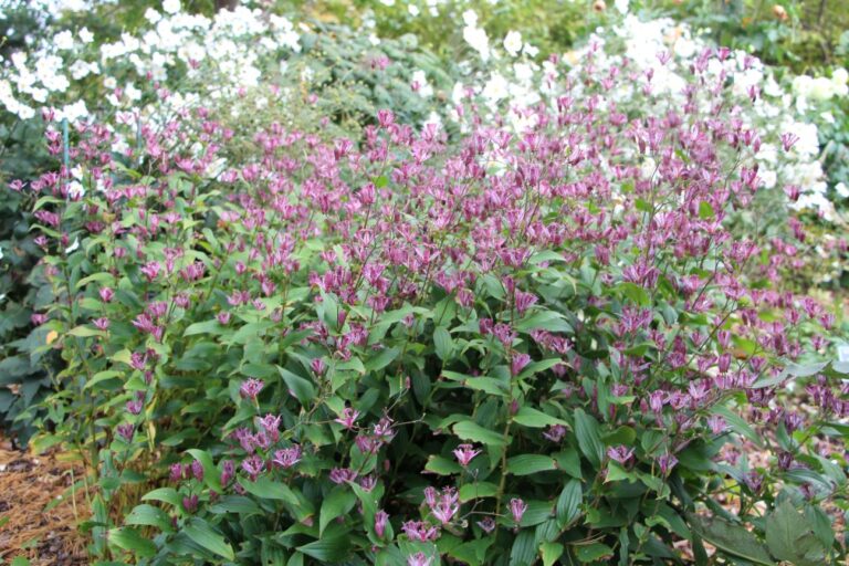 ボーダーガーデンのホトトギスとシュウメイギク