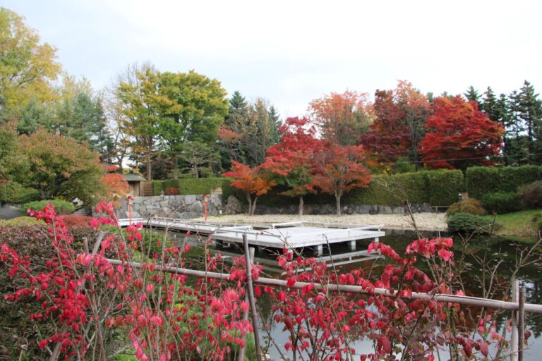 日本庭園の水舞台と生垣の紅葉