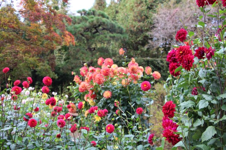 ポートランドガーデンのダリア