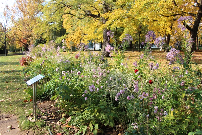 宿根ボーダー花壇