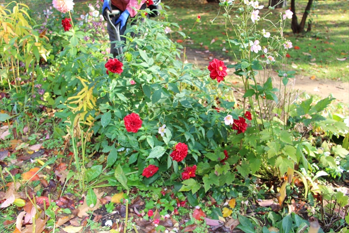 ダリアを切っている