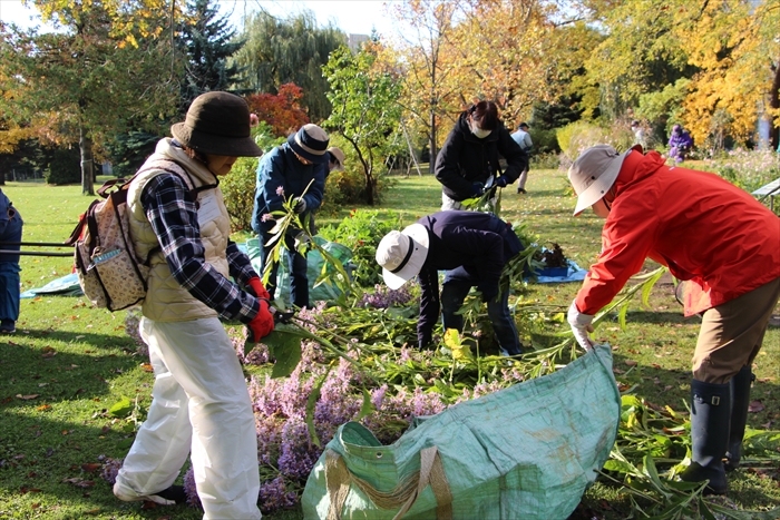 花壇の片付けをしている