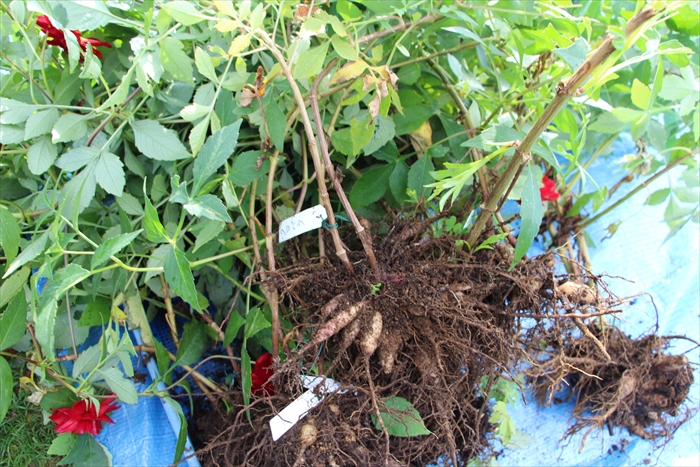 ダリア黒バラの球根