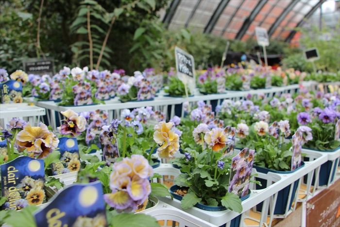 育種家の作ったパンジー・ビオラ