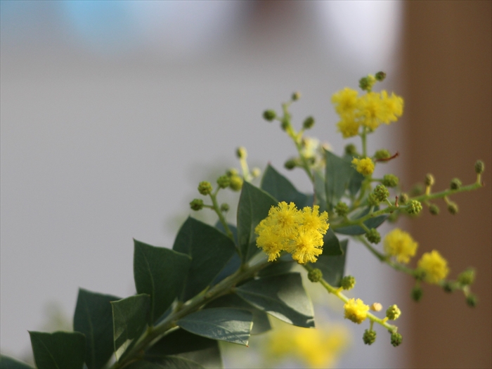 サンカクバアカシアの花