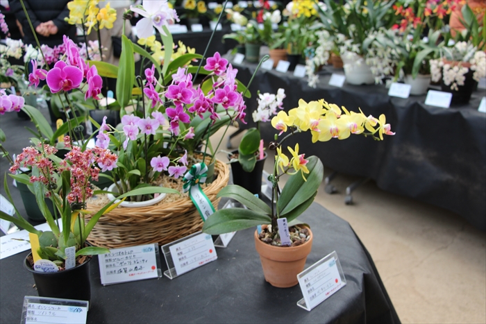 中小輪のコチョウランの鉢