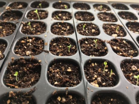 アゲラタムの発芽