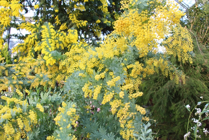 ミモザの花と枝
