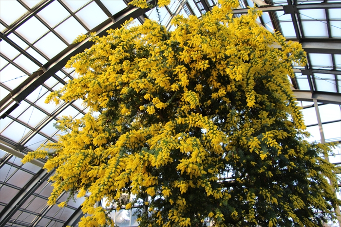 日に当たったミモザ