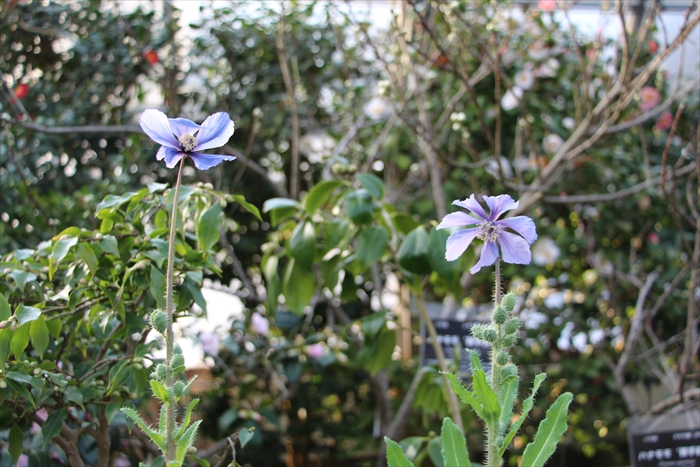 メコノプシスの開花