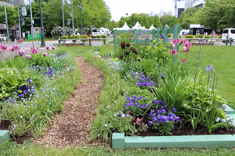 ネモフィラの花の花壇