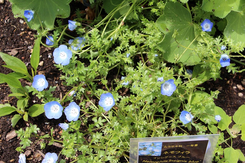 ネモフィラの花