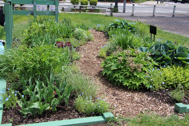 宿根草花壇の春の景色