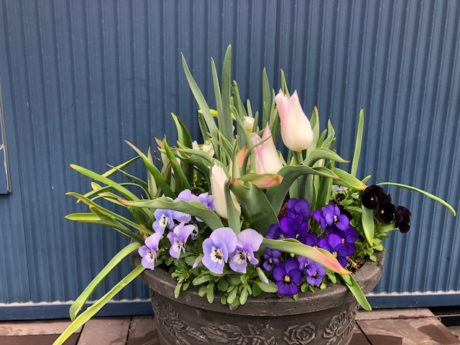 ブルーの寄植え