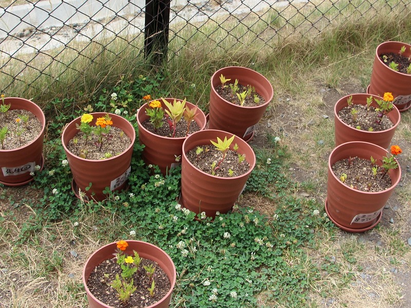 フラワーポットの育ち具合