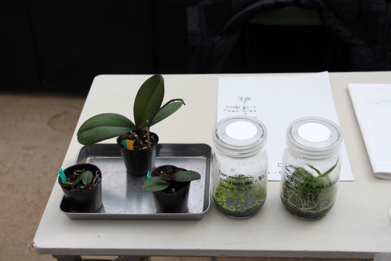 交配した種や育成中の苗