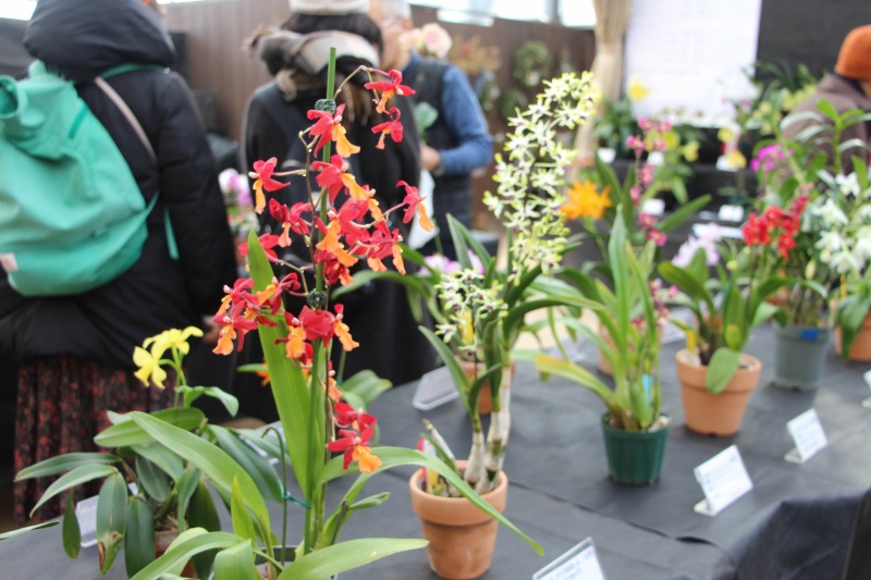 エキゾチックな花