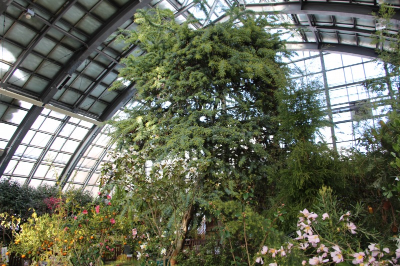 大温室のミモザ