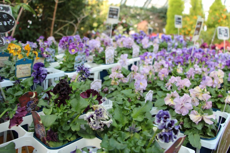 大温室に展示中のパンジー