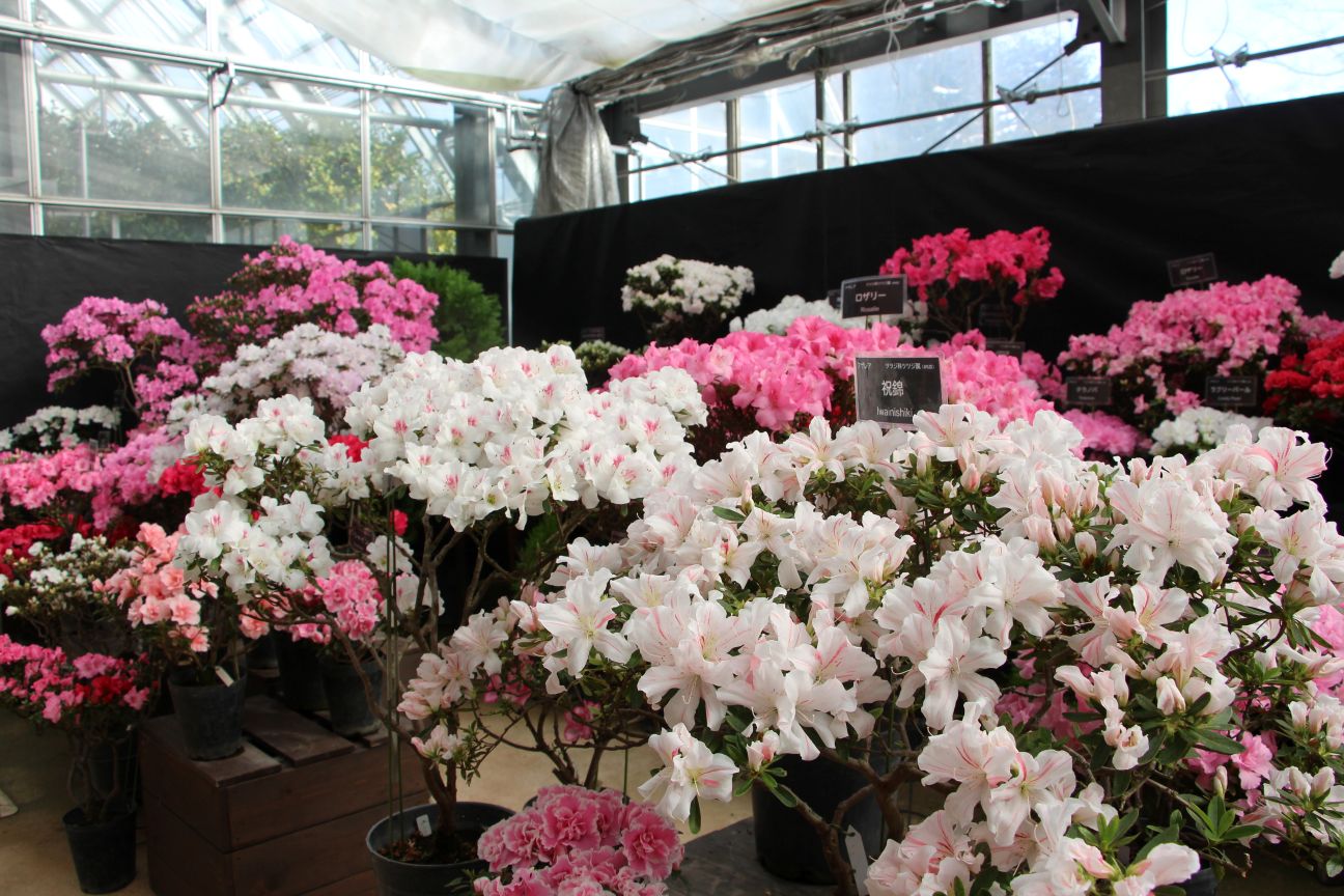 アザレア展の様子