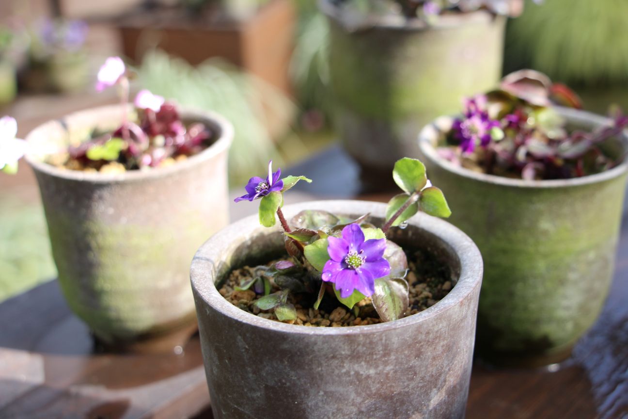 雪割草のようす