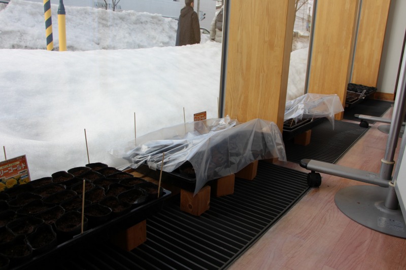 センターの窓際に並んでいる育苗トレー