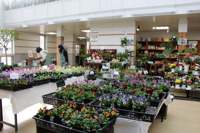 豊平公園で開催している「春のパンジー・ヴィオラ展」のようす