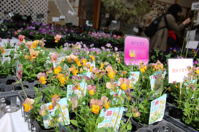 小花がたくさん咲くタイプのヴィオラ