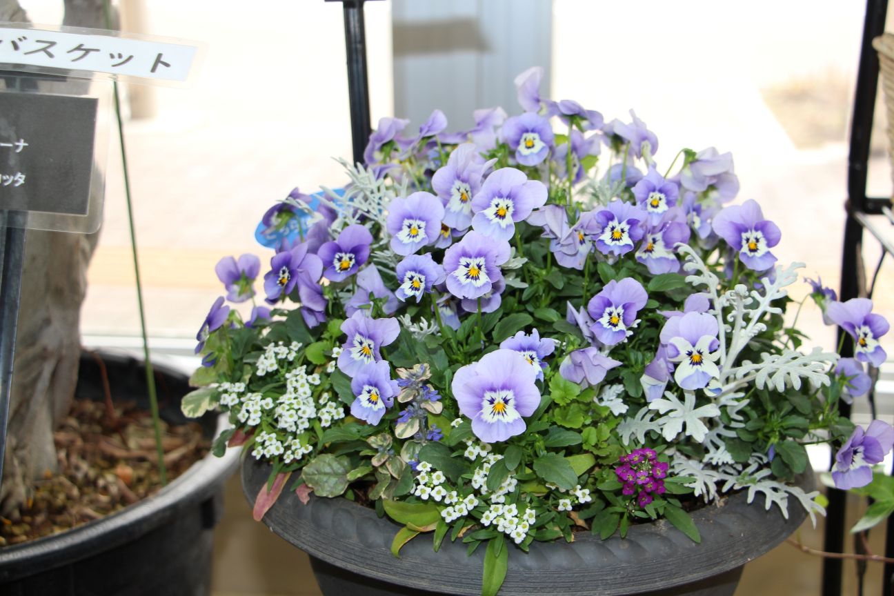 ヴィオラとアリッサムの寄せ植え
