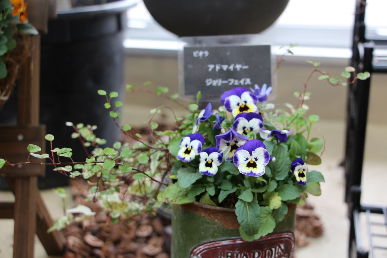 ヴィオラとワイヤープランツの寄せ植え