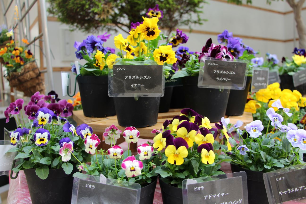 様々な種類のパンジー・ヴィオラが並ぶようす