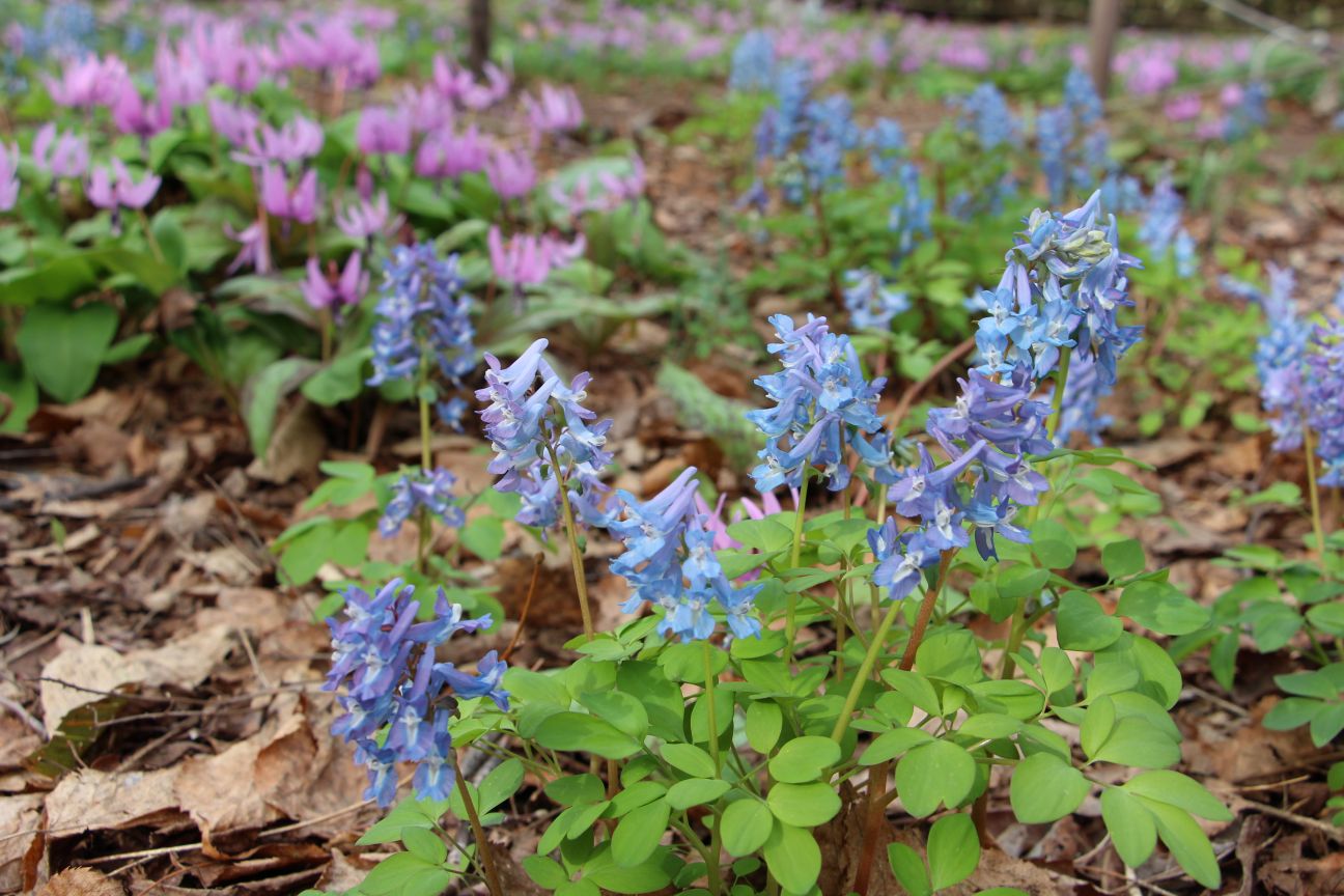 エゾエンゴサクとカタクリ