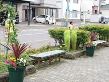 小学校での寄植え展示