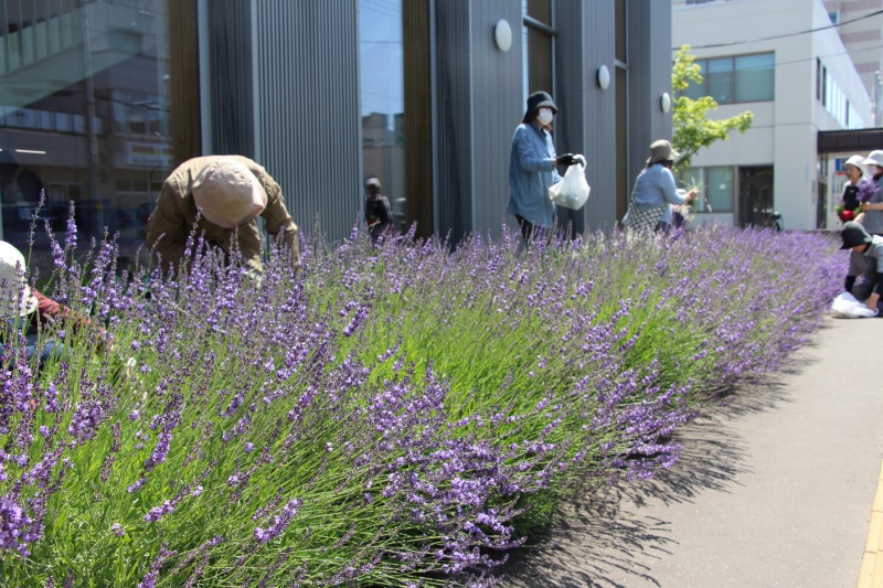 開花を迎えたラベンダー花壇のようす