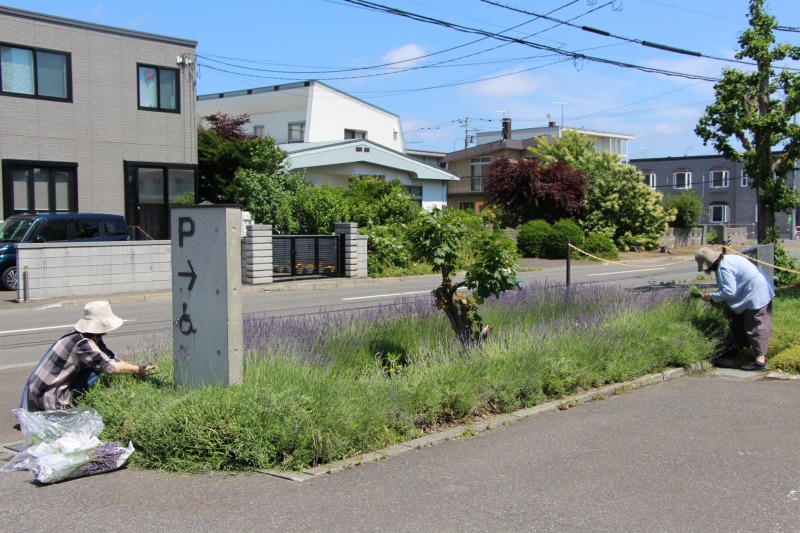 駐車場入り口のラベンダー