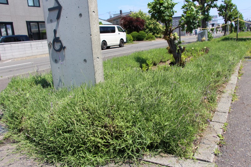 きれいに刈られた花壇