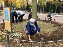 チューリップの球根を植えているところ