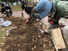 チューリップの球根を植えているところ